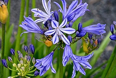 Agapanthus Charlotte TN.jpg